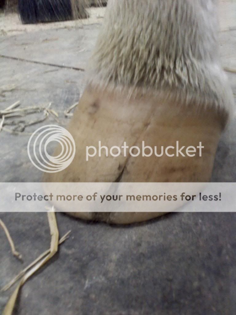 hoof crack from coronary band cut that has grown out Chronicle Forums