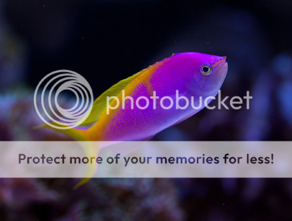 Posted Image