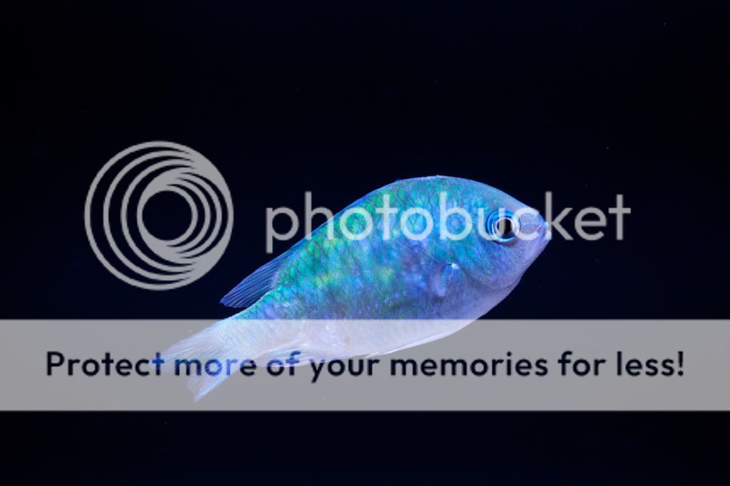 Posted Image