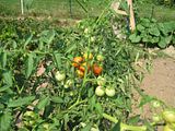 Mountain Magic Tomatoes - Gardening & Plant Propagation