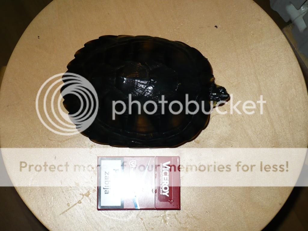 P1020069_zps5dcc48ec.jpg