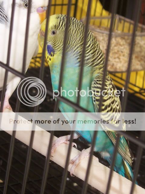 Budgies-25042010-012a.jpg