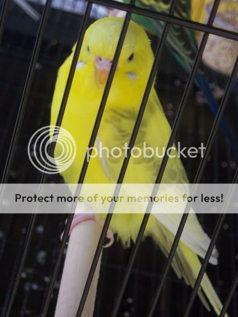 Budgies-25042010-015a.jpg