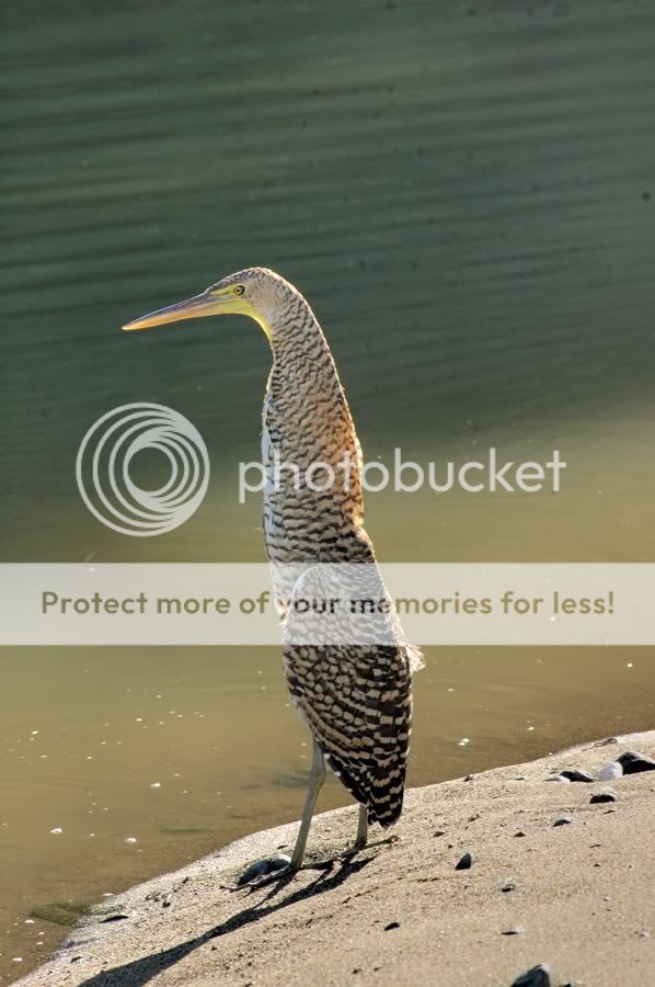 http://i767.photobucket.com/albums/xx314/yapol/A_DSC5646_heron.jpg